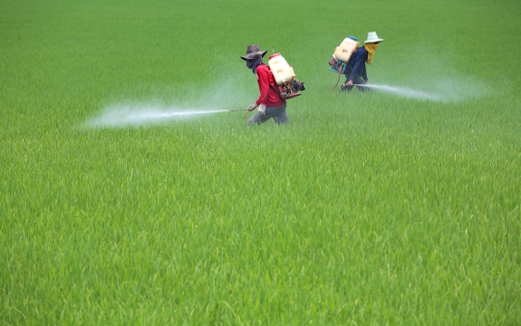 Monsanto’s Roundup is Killing Human Kidney Cells